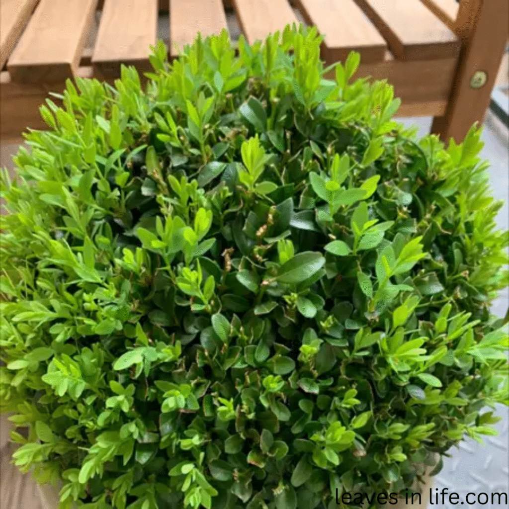boxwood shrub