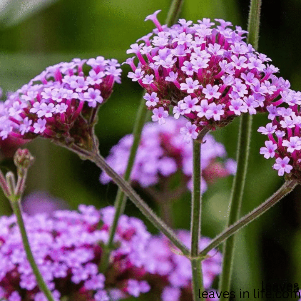 verbena flowers and plants