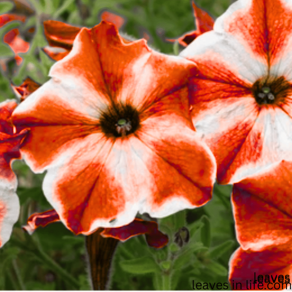 petunias flowers