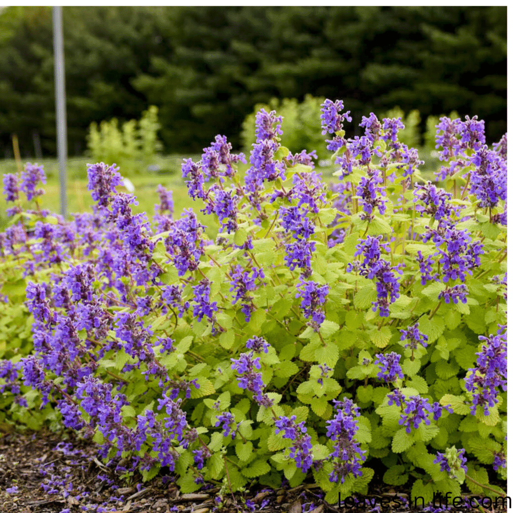 catmint plant