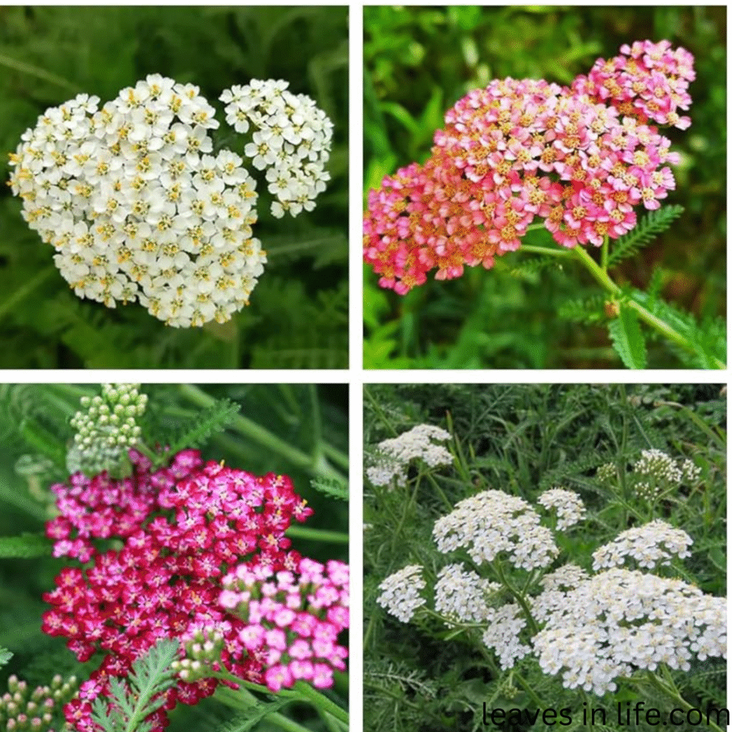 different types of yarrow