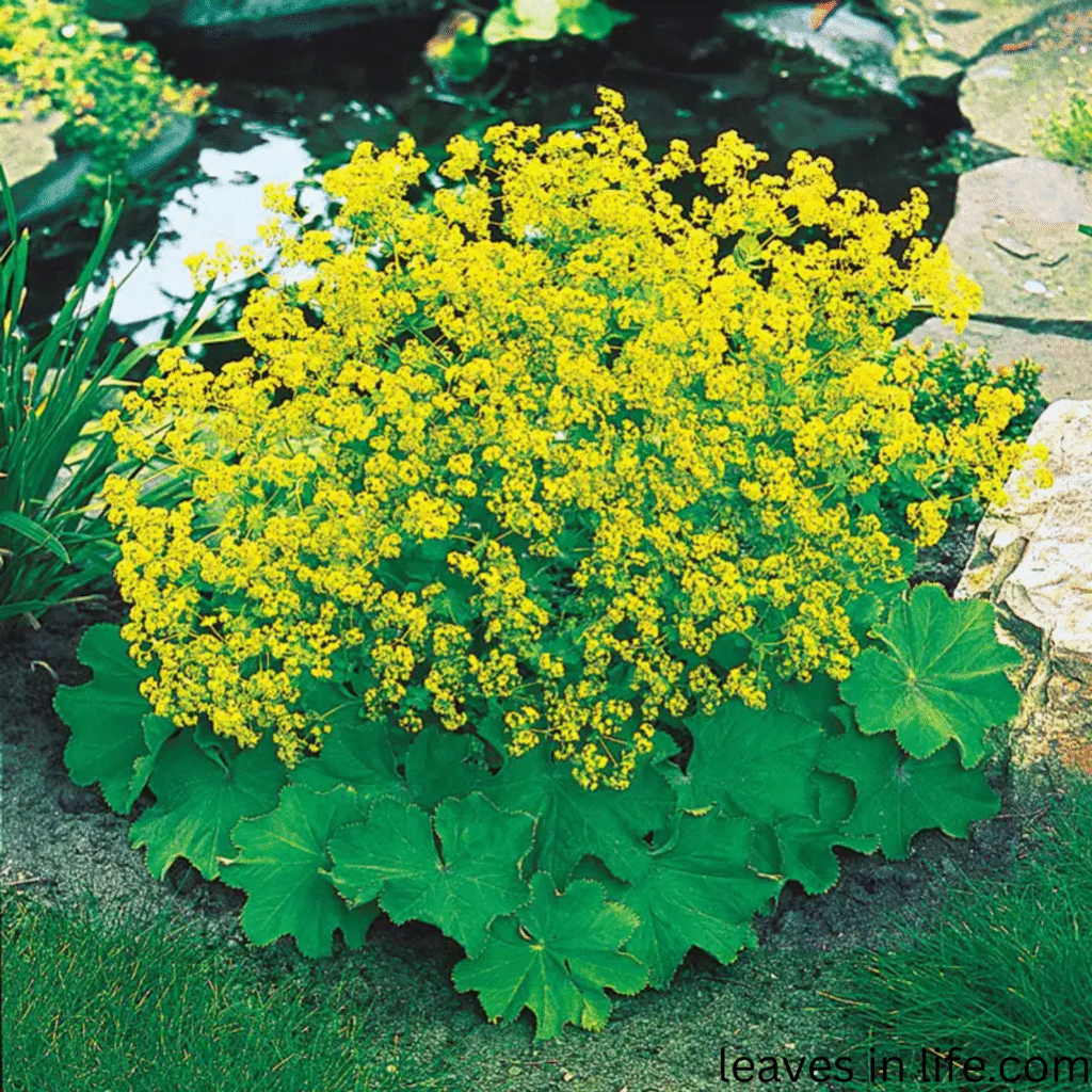 lady's mantle