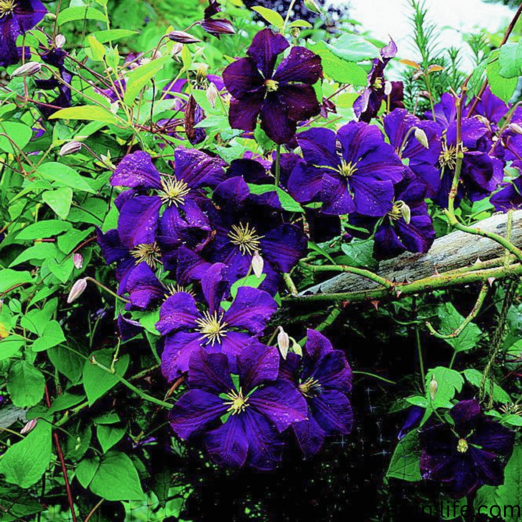 large clematis flowers