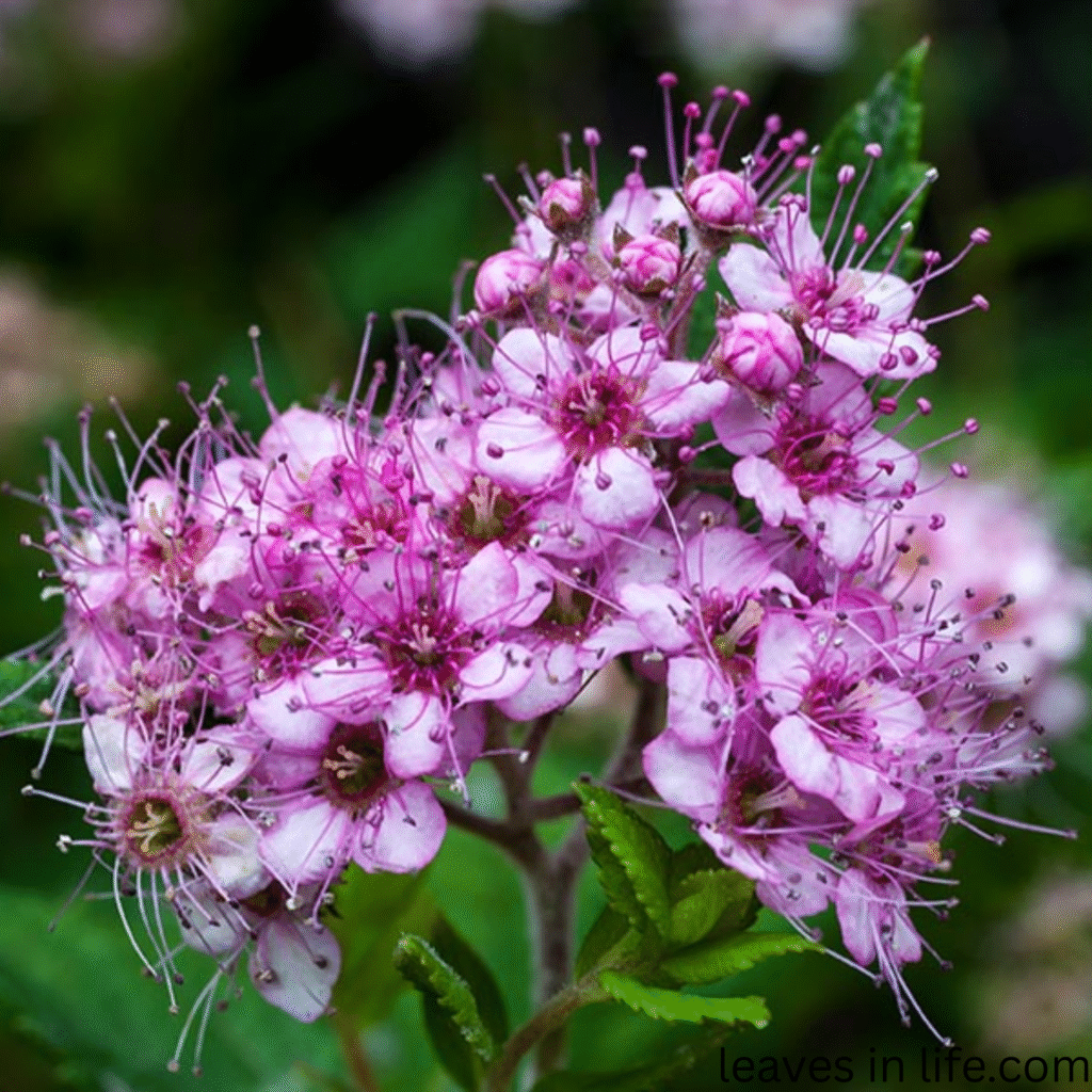 spirea flowers