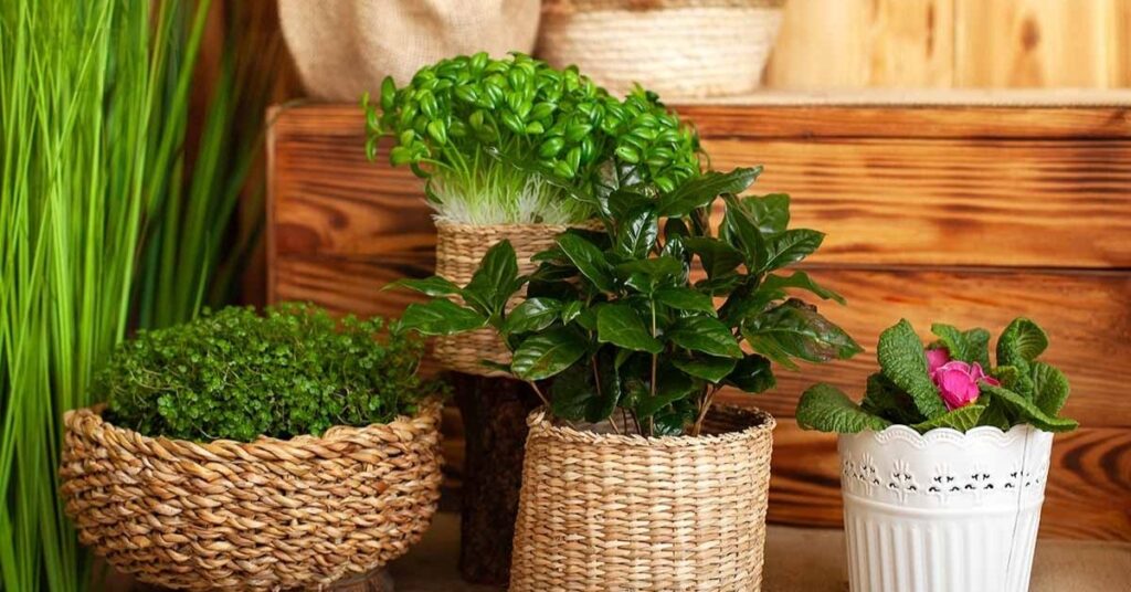 Pet-friendly indoor plants