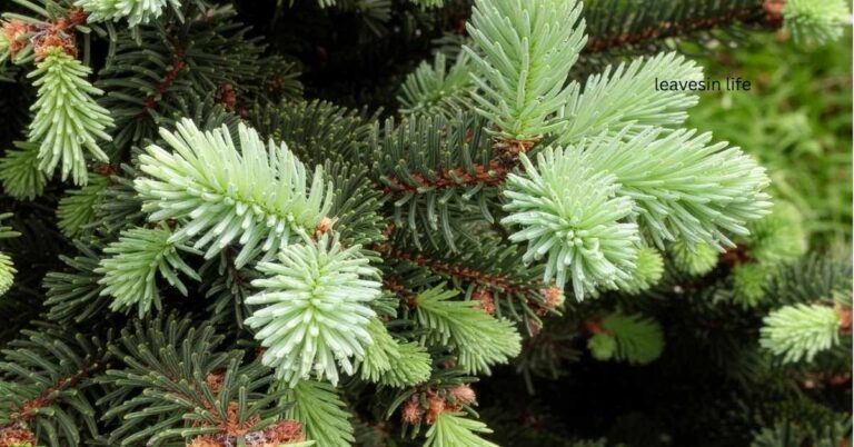white spruce planting