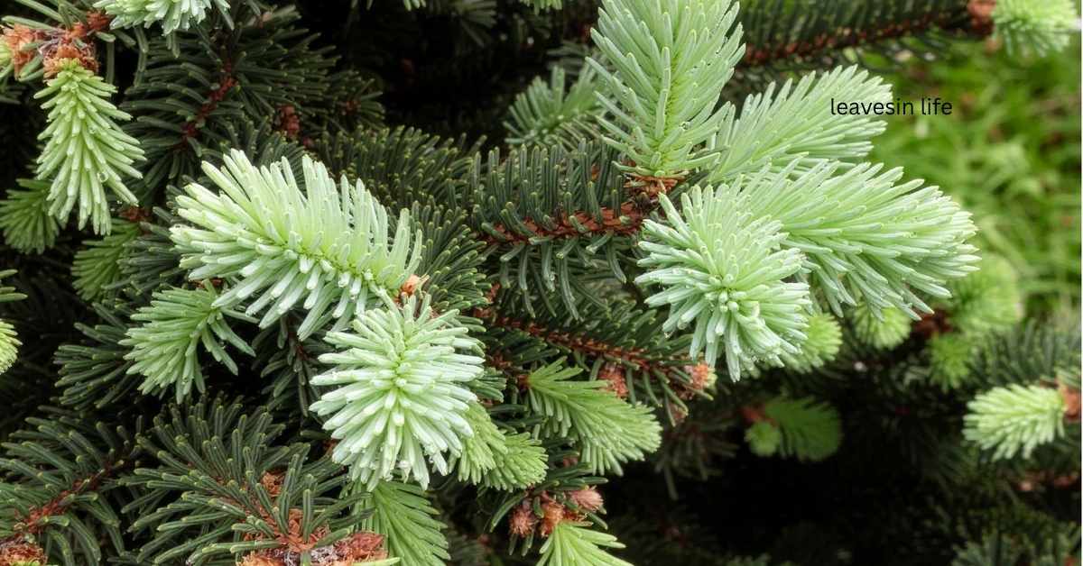 white spruce planting