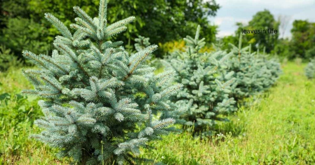 white spruce planting