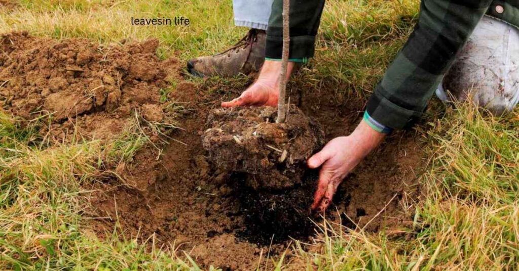 Planting White Spruce Trees