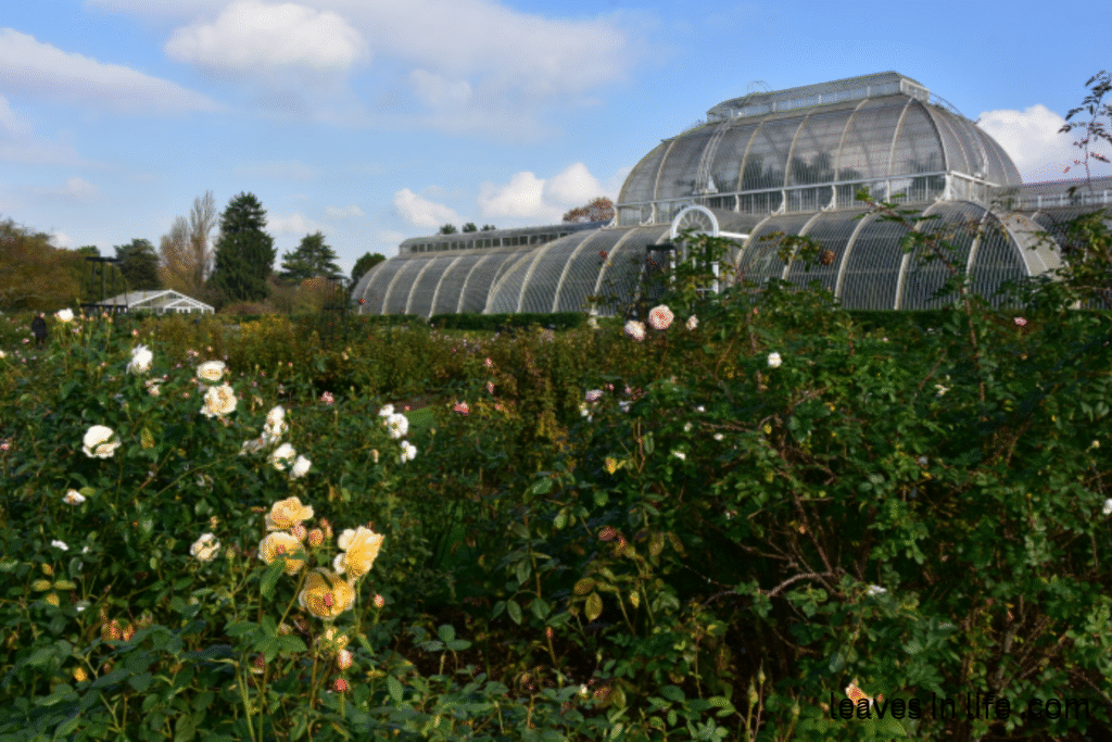 Rose Gardens (Kew)