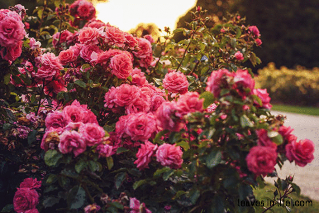 Rose gardens of Richmond Park London