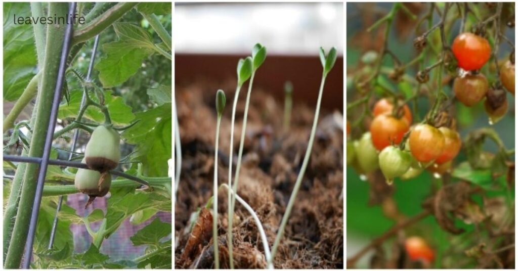 flower Vegetables