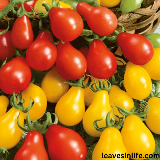 how to grow pear tomatoes at home