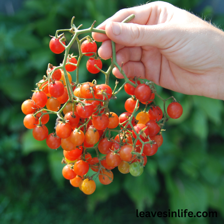 how to grow current tomatoes at home