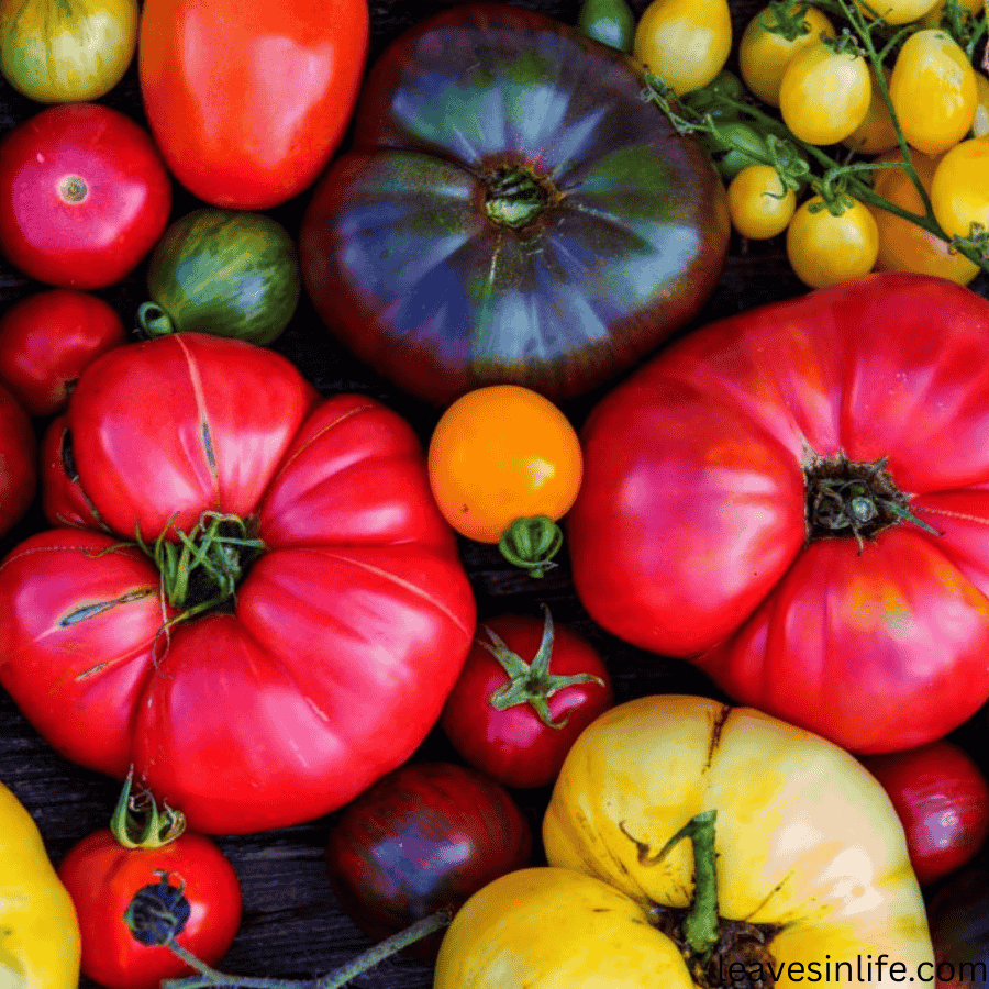 hybrid tomatoes to grow at home