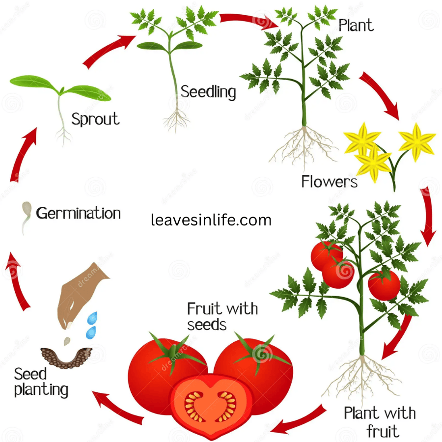 tomato plant life cycle and its stages of growth