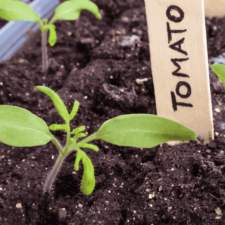 mini guide to plant tomato seeds
