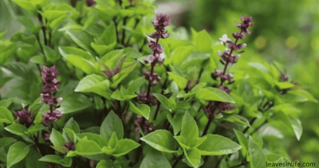 Basil- best companion for tomatoes