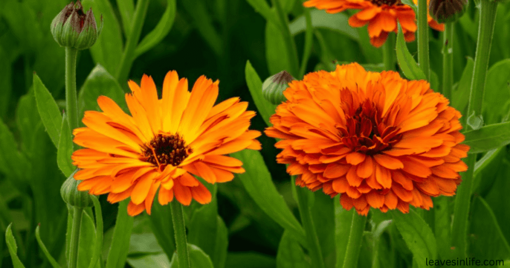 planting Calendula with tomatoes