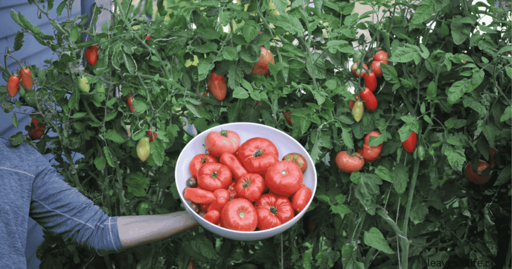 what to plant near tomatoes to boost up the yield