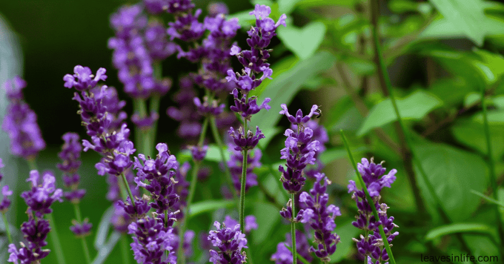 lavender with tomatoes