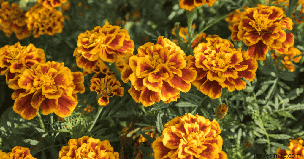 marigold - best companion plant for tomatoes
