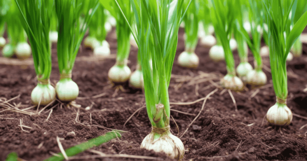 garlic to plant near tomatoes