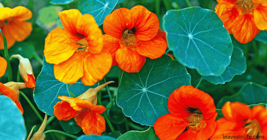 best companion plant for tomatoes -