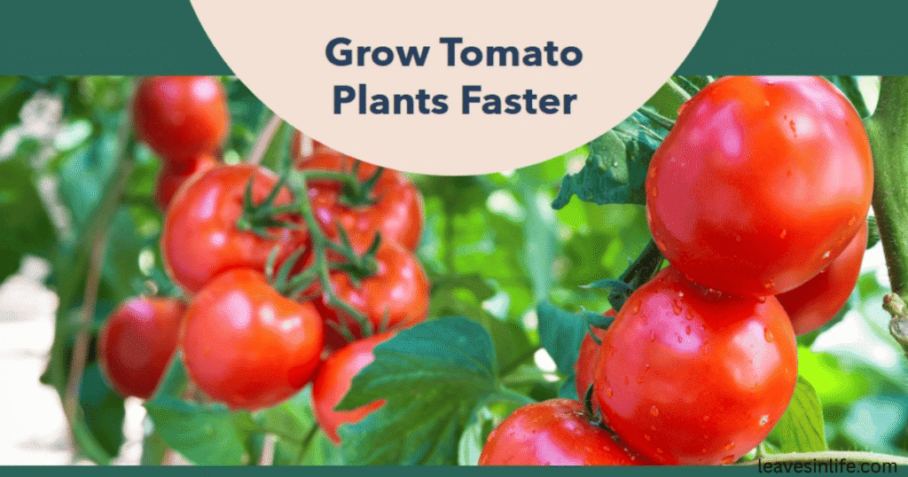 what to plant with tomatoes to grow them fast