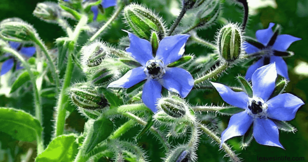 why should you plant borage near tomatoes
