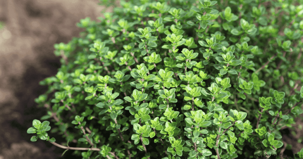 grow thyme with tomatoes to increase tomatoes yield