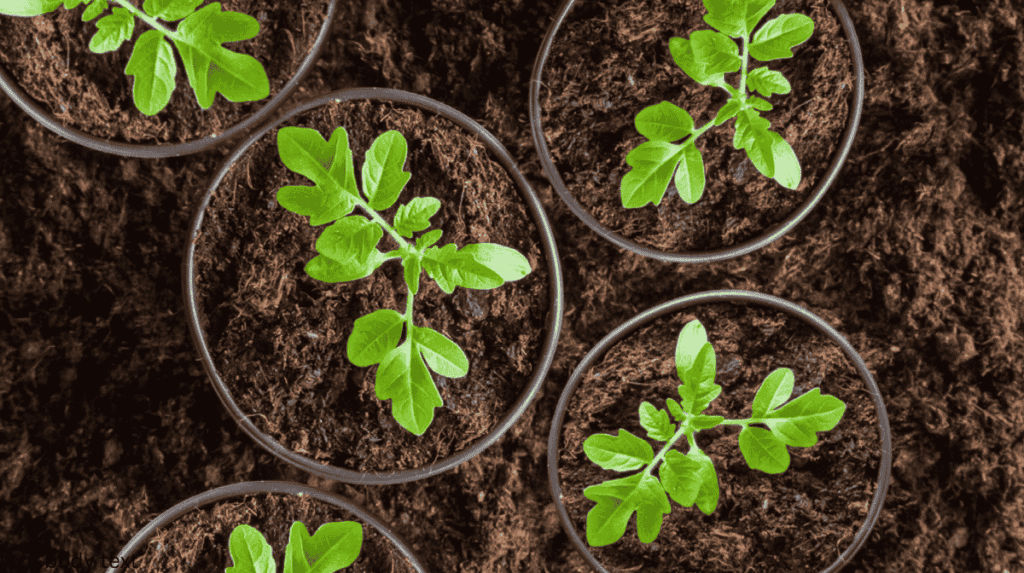 maintenance of baby tomato plants