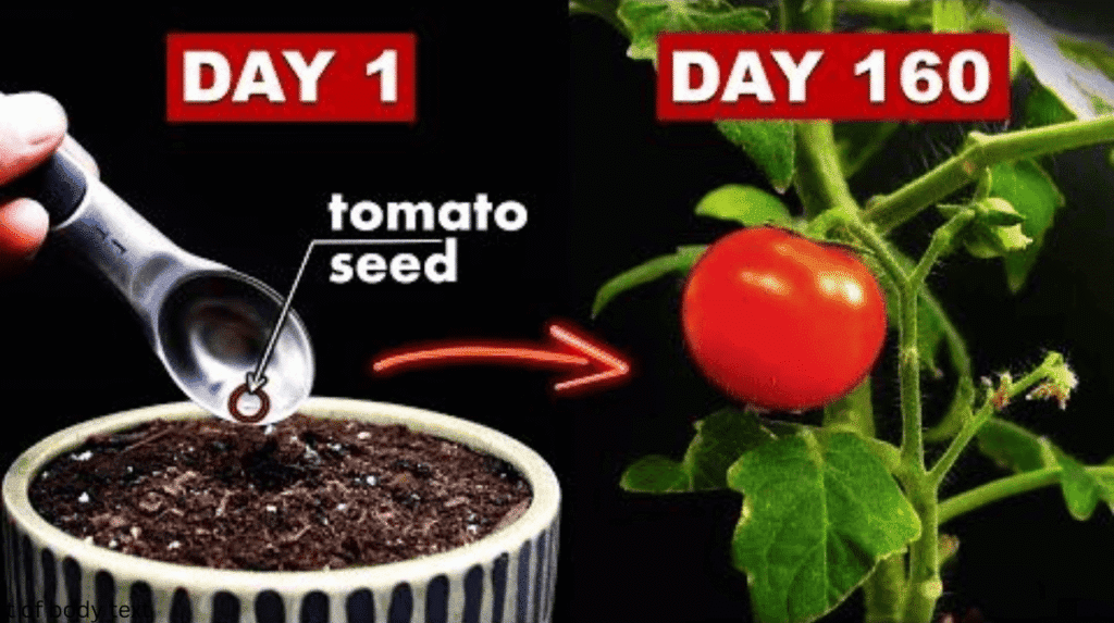 grow tomatoes by planting tomato seeds from tomatoes in just 160 days max
