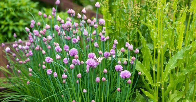 flower Vegetables