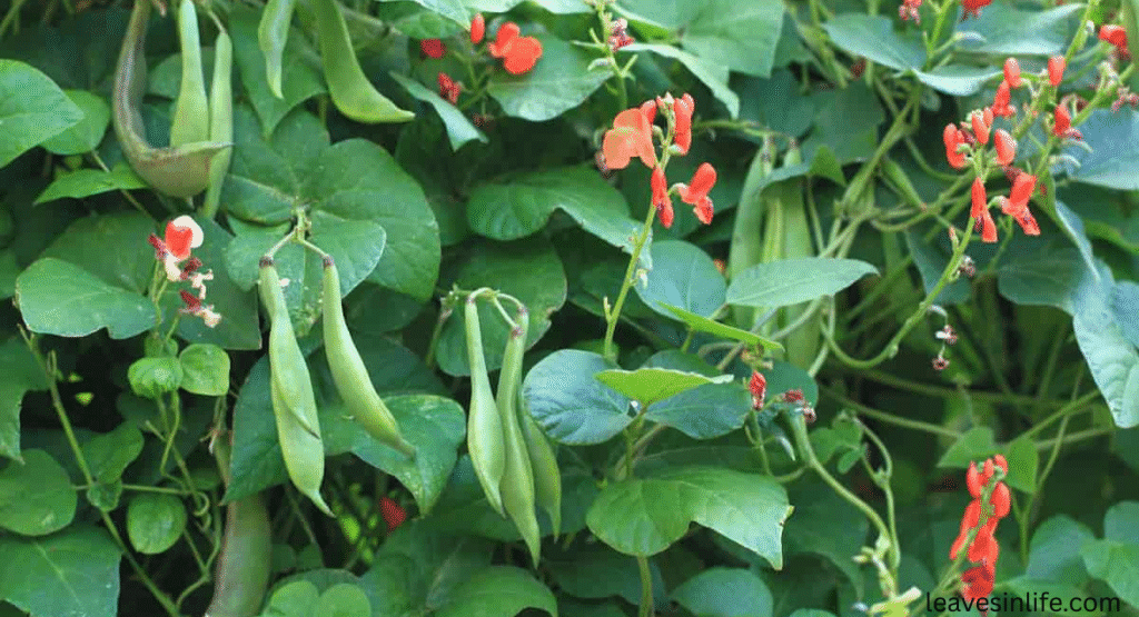 planting beans near tomatoes