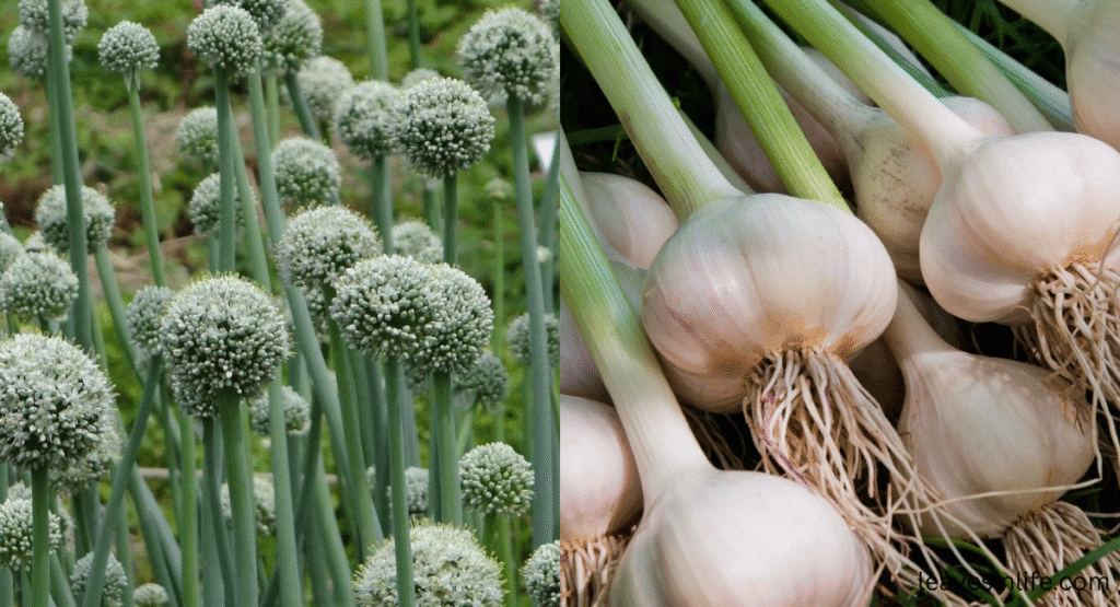planting garlic with tomatoes