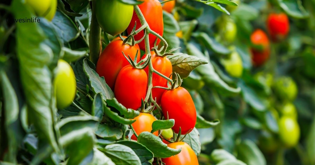 determinate tomatoes