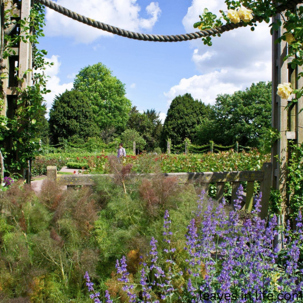 Queen Marry's gardens,Regent's Park London, UK