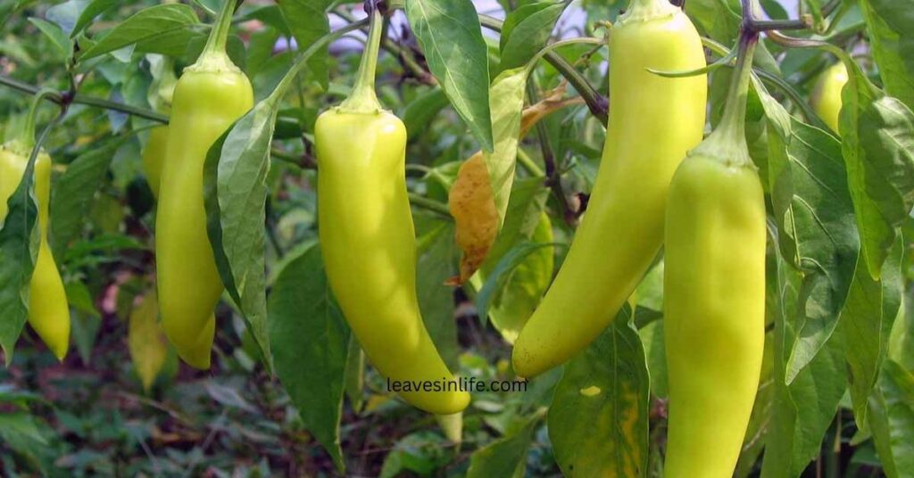Hot Banana Chilli Plant