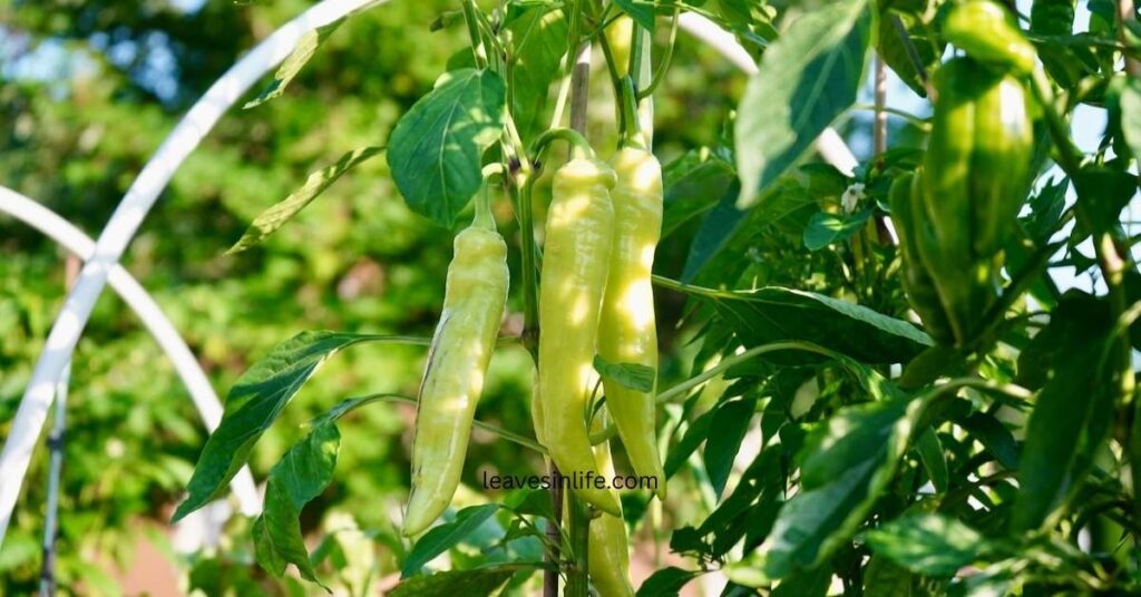 Growing Hot Banana Chilli