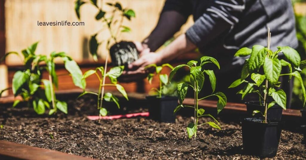 Transplanting Hot Banana Chilli