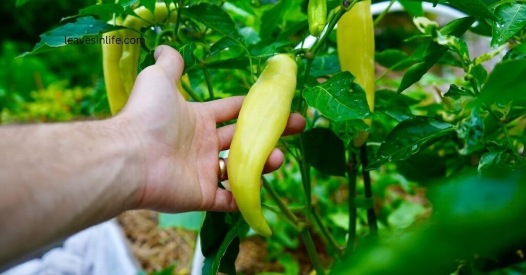 Caring for Your Hot Banana Chilli Plant