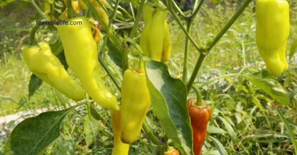 Flowering and Fruit Development in Hot Banana Chilli