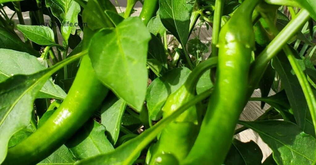 Harvesting Hot Banana Chilli