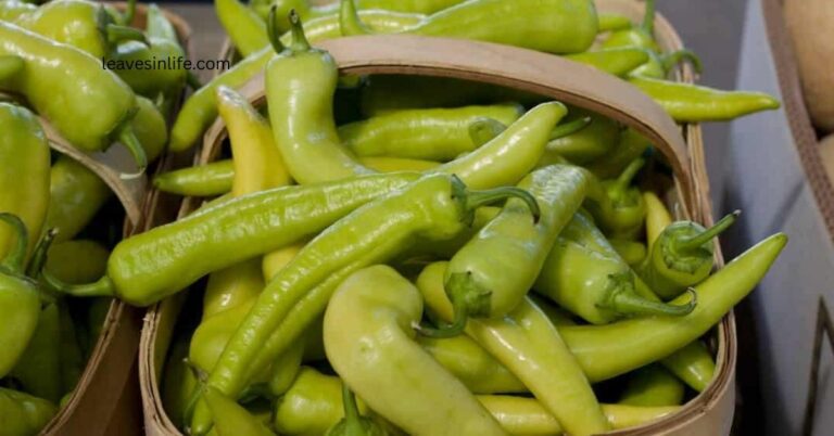 hot banana chilli plant