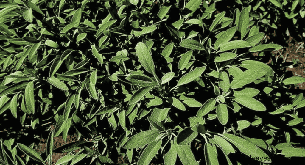 why should you grow sage near tomatoes