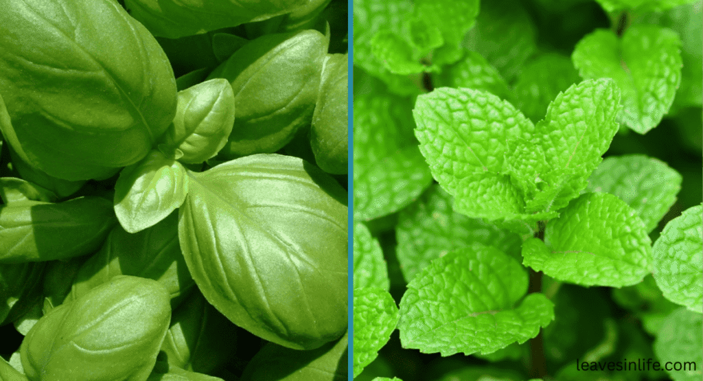 effects of basil and mint on tomato plants