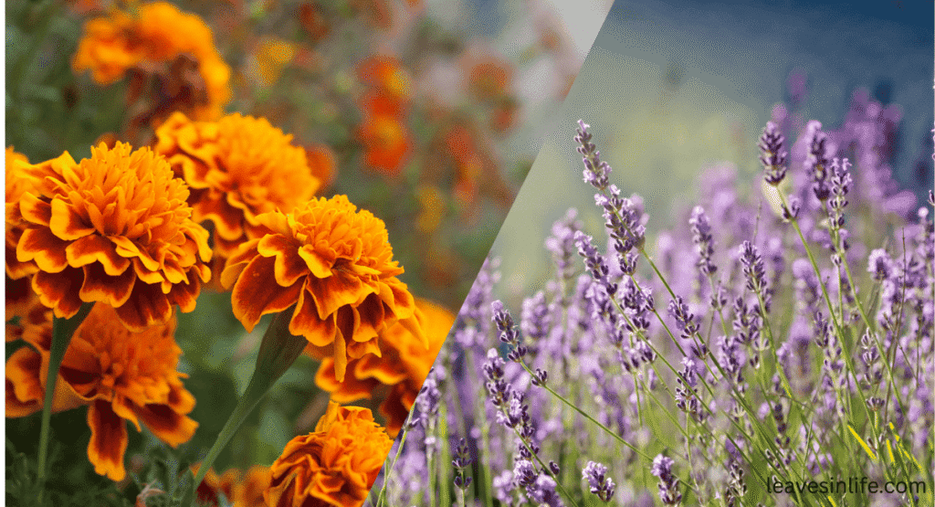 what do marigold and lavender affect on tomatoe plants