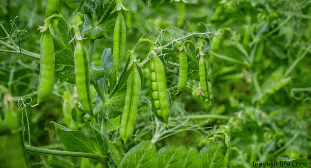 affects of pea plants near tomatoes