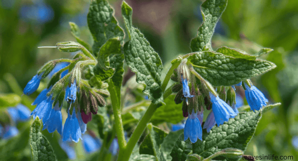 plant comfrey with tomatoes
